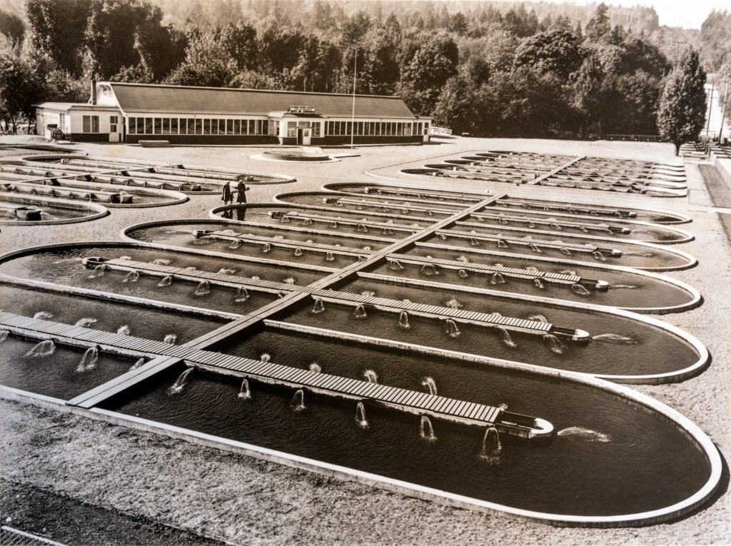 Seattle Now & Then The Issaquah Salmon Hatchery, 1936 Seattle Now & Then